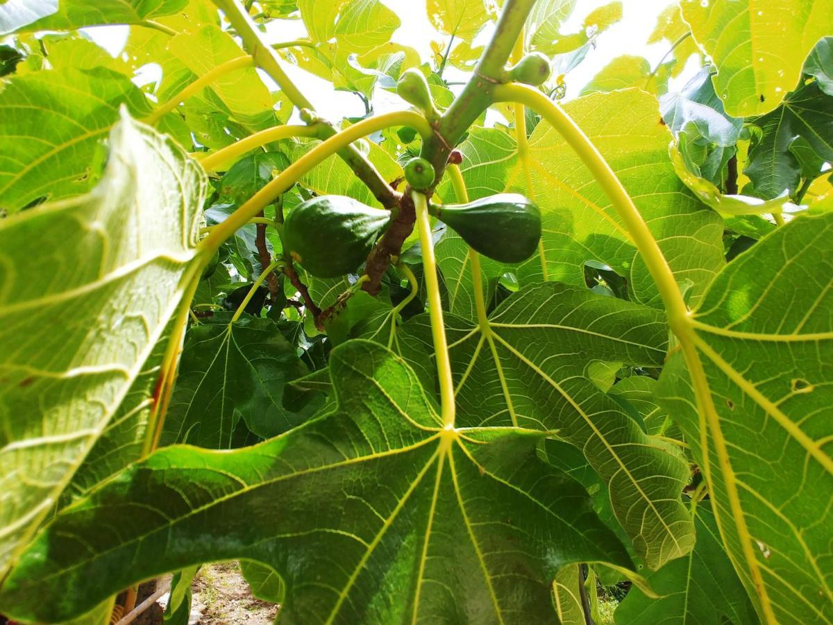 Agricamping Ponteraggio N.1 Hotel Dolceacqua Bagian luar foto