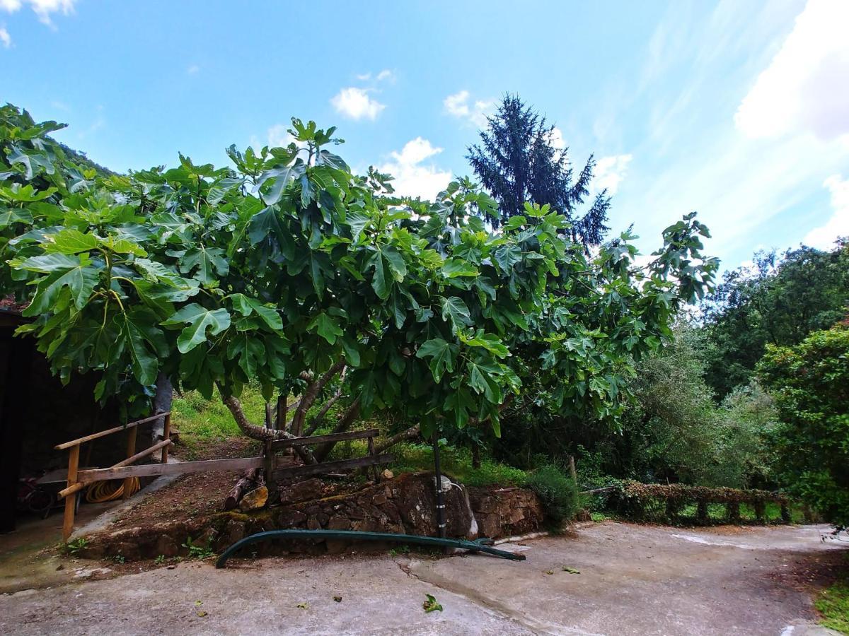 Agricamping Ponteraggio N.1 Hotel Dolceacqua Bagian luar foto