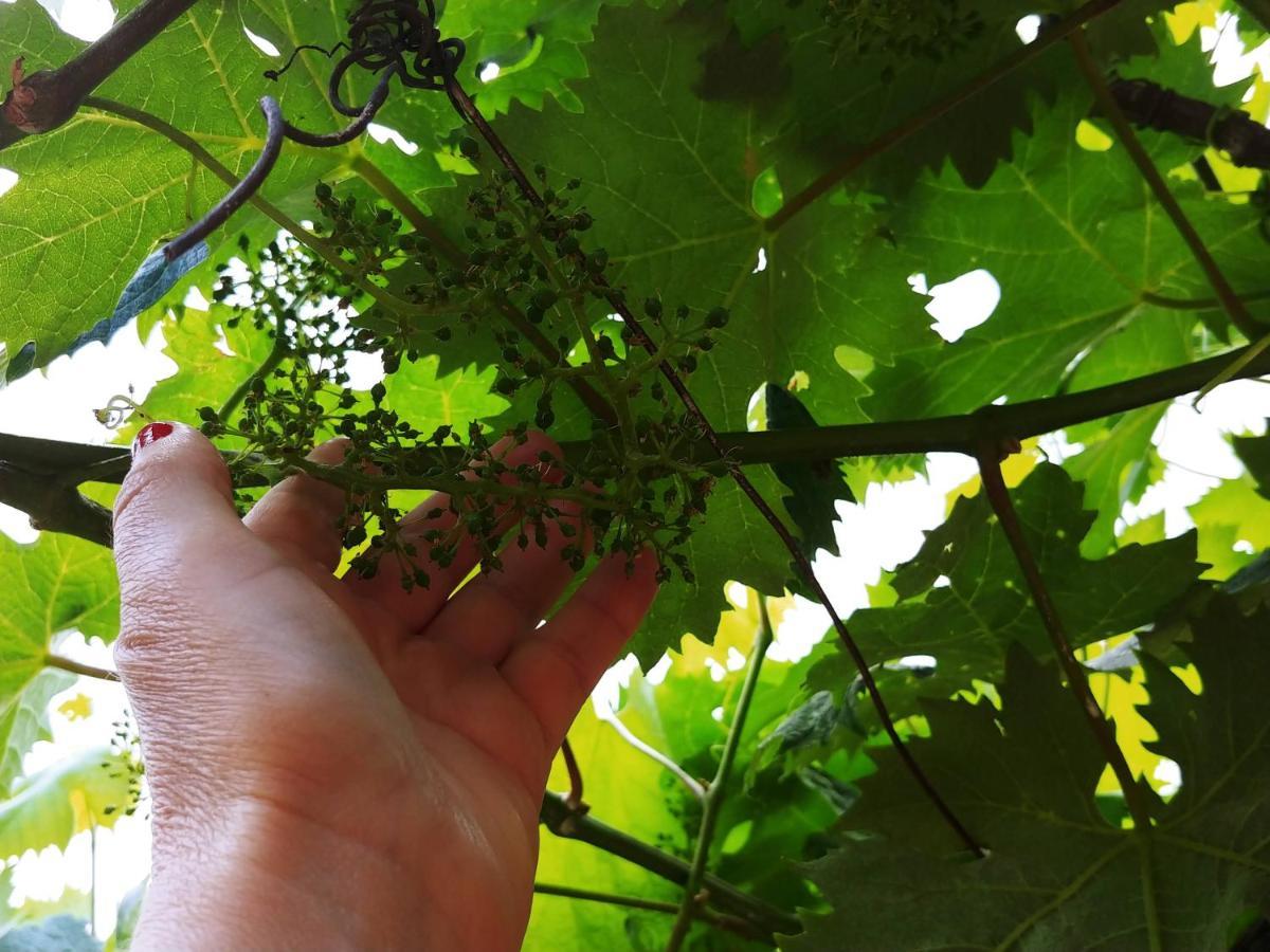 Agricamping Ponteraggio N.1 Hotel Dolceacqua Bagian luar foto