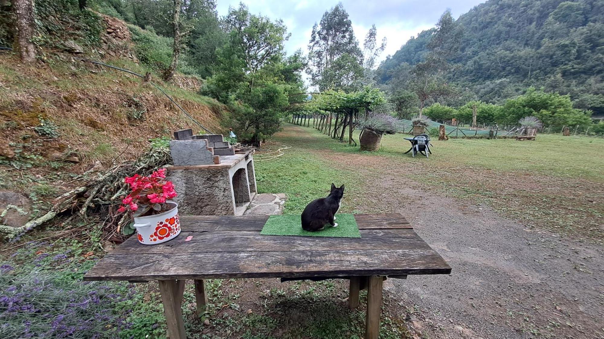 Agricamping Ponteraggio N.1 Hotel Dolceacqua Bagian luar foto